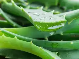 Rhodiola Ingredient