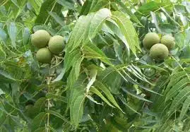 Schisandra Ingredient